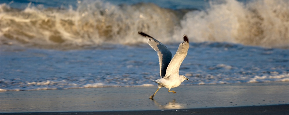 AssateagueIslandNationalPark-36